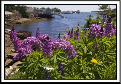 The lupine is in bloom around the Habba!