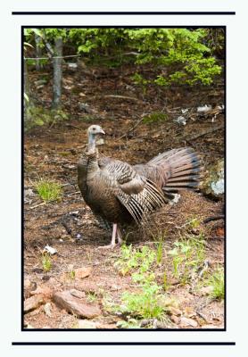 Day 2: (Turkeys in the yard...)