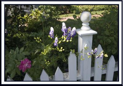 We stop in Castine along the way....lovely, old, coastal town!