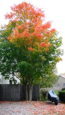 ISO 80...some purple fringing, but no NI...lovely fall tree!