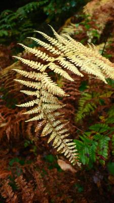 Lovely ferns...even when dying!