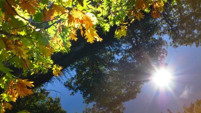 LX1 Images..... October 18: Fall Sunburst (nature)