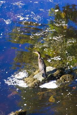 Juvenile Cormorant hunts for breakfast.