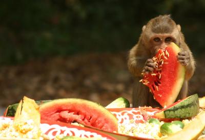 gourmet monkey-Khon Kaen.jpg