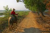 Boy and buffalo