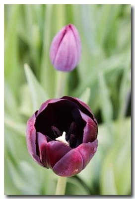 Tesselaar Tulip Festival 2005