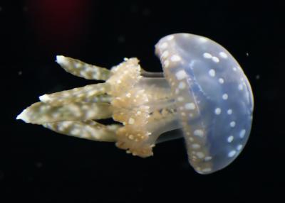 IMG_3558_NI.jpg