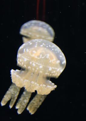 IMG_3560_NI.jpg