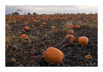 Pumpkin farm in Polk county