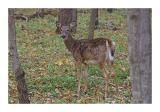 Deer at Ledges State Park