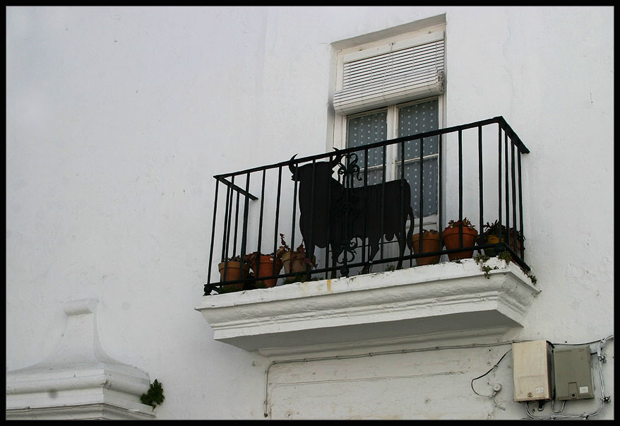Vejer,bull on peaceful place