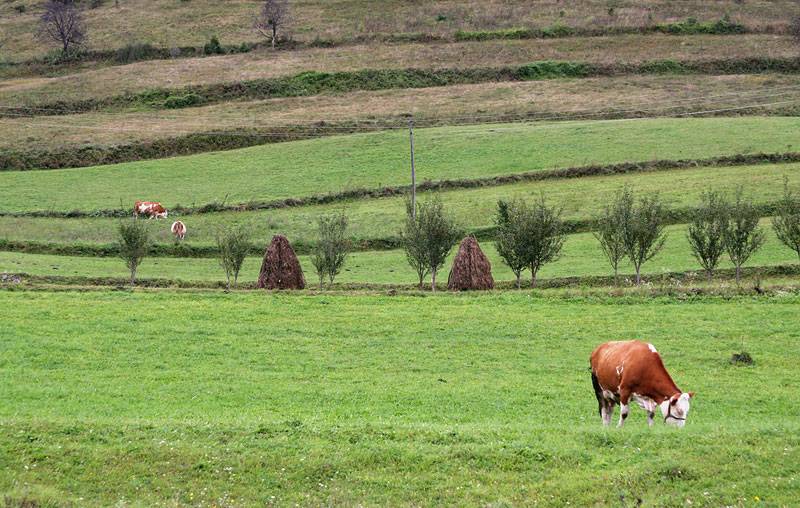 near Bihač,rural landscape