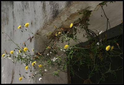 Vejer,flowers growing down