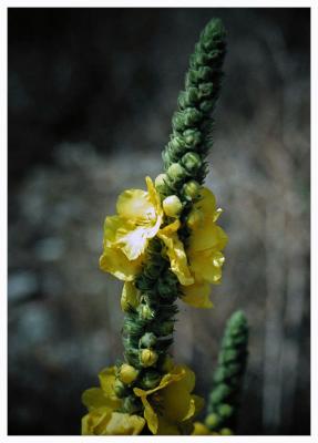 Karst flower