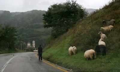 near Jajce,attention sheep!,Bosnia