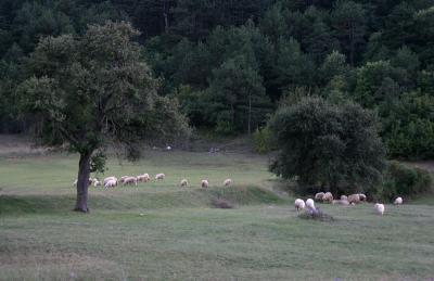 near Trebinje,flocks of sheep