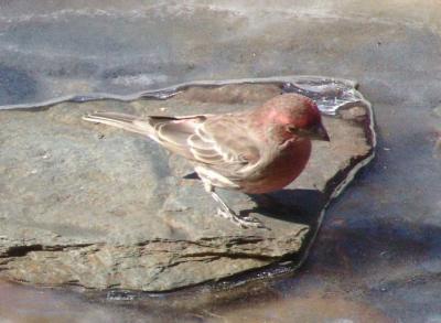 v3/69/386469/3/44988796.finchhousered.jpg