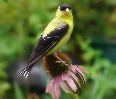 agf_coneflower.jpg