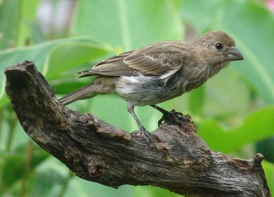 Original of juvie house finch