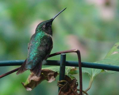 My little male hummer