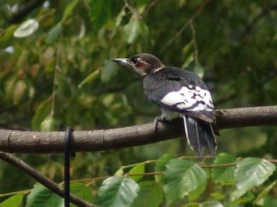 Juvie red-headed woodpecker guarding his logs