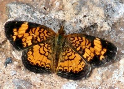 v3/69/386469/3/50400708.92705_bfly_pearlycrescentspot.jpg