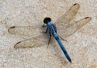 Butterflies ~ Damsels ~ Dragonflies