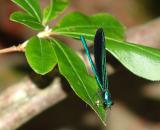 Ebony Damselfly at Pitney Falls State Park