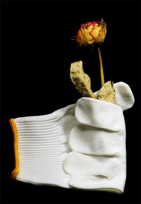 The Glove and the Dry Rose