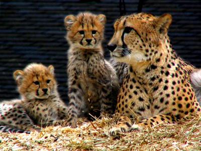 Cheetah cubs (DC zoo)