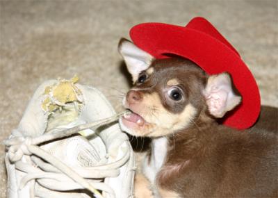 Tadpole - it's not a lasso??