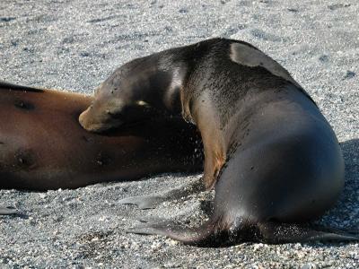 v3/69/447869/3/47838491.Galapagossmalltouched81705sealionpupnursing.jpg