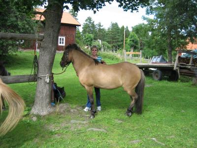 Joyce getting ready to ride her first Icelandic horse