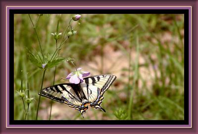 Tiger swallowtail sipping nectar