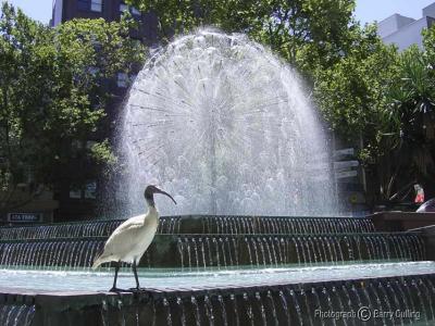 Fountain-with-Ibis.jpg