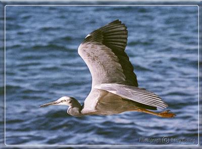 Flying Heron 1.jpg