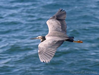 Flying Heron 2.jpg