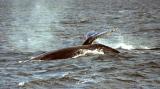 Humpback Whales off Sydney 1.jpg