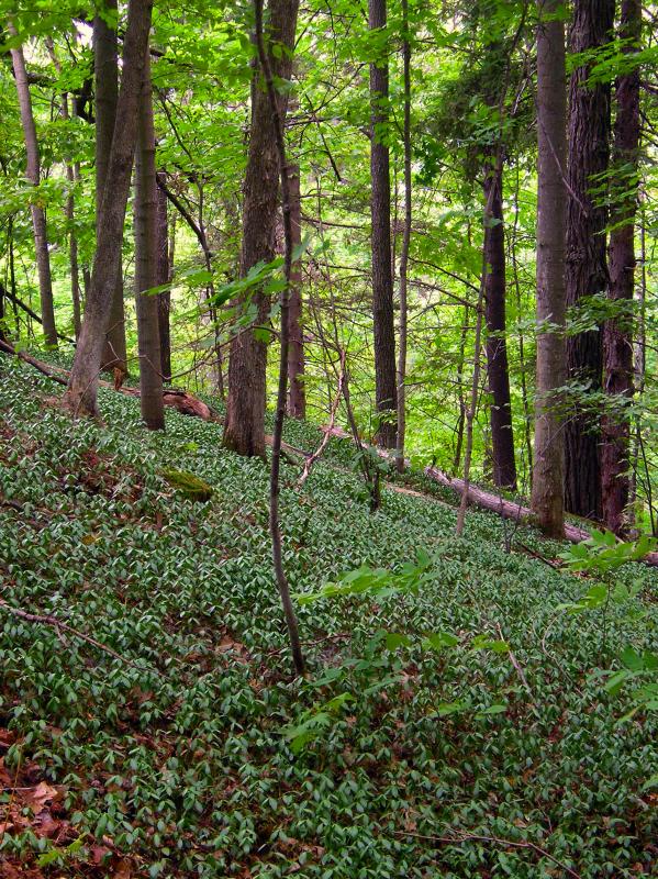 Forest Floor