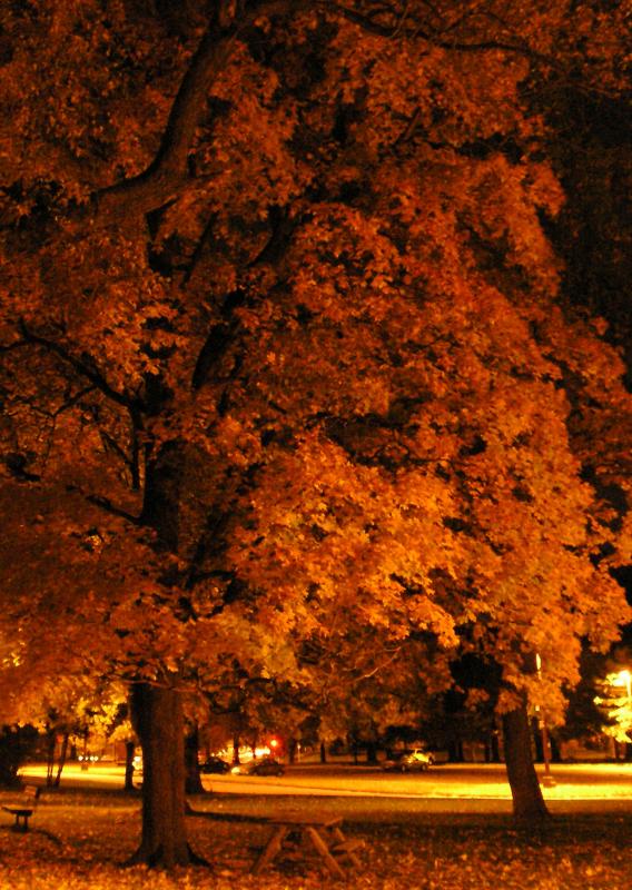 Campus at Night