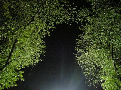 Night Leaves in the Street Light