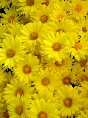 A Crowd of Daisies