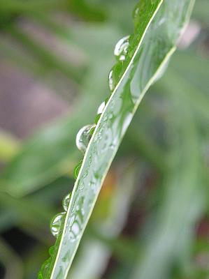 Botanical Water Fountain