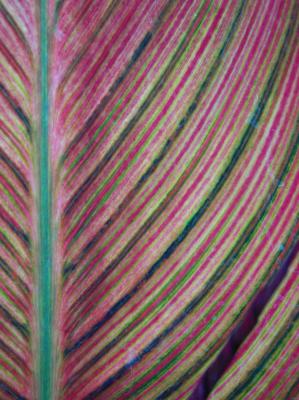 Colorful Leaf