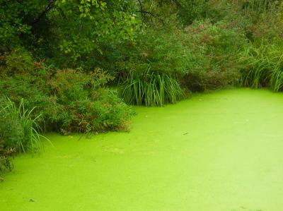 Green Pond