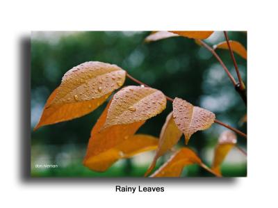 Rainy Leaves