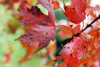 Red Maple Leaves