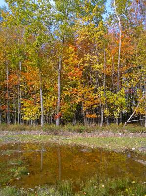 Fall Woods