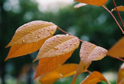 Rainy Leaves