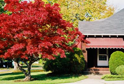 Red Tree and House
